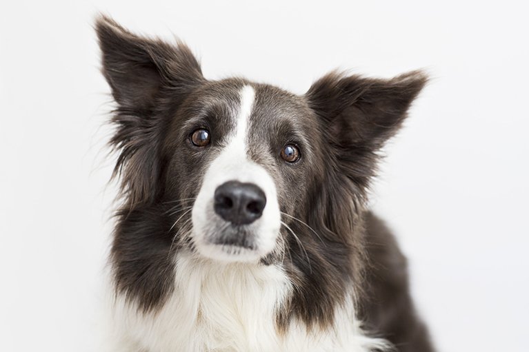 Close up of dog's face